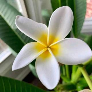 Wane's BnB - Nadi - 3