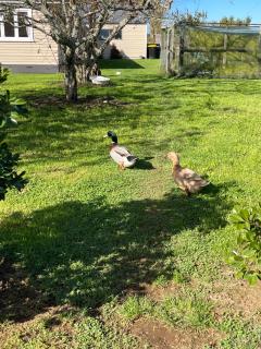 Self check-in double or single rooms - Te Miro - 4