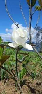 Quinta las Marias Ecolodge, camping y tiny wood house - Guateque - 7