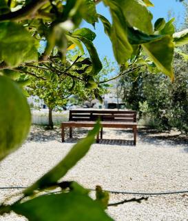 Olive Bloom - Larnaca - 7