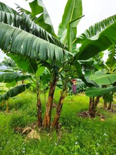 Anandam Yoga and Mediation House - 7