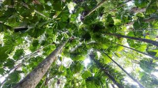 DAINTREE RAINFOREST stay - Cow Bay - 0