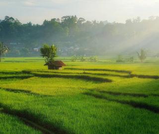 Rain & Sunrise Homestay - Tetebatu - 1