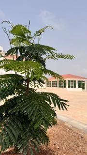 Al rayhan - Mughsayl - 0