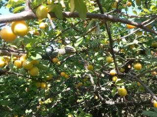 Hacienda Louisandro - 2