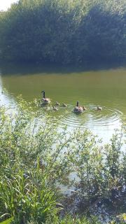 19 Carters Paddock - 4