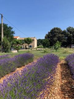 mas de costebelle - Bollène - 6