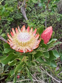 Nature's Nest - Bettysbaai - 5
