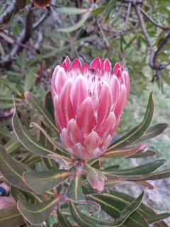 Nature's Nest - Bettysbaai - 3