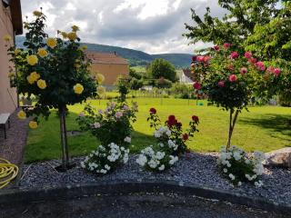 Grande terrasse, route des vins, domaine viticole 'riesling' - Pfaffenheim - 9