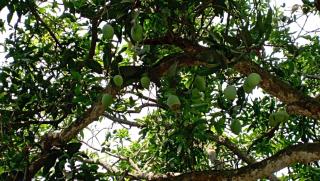 The Vedic Grove - Madhubani - 3
