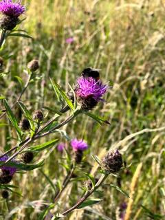 Pencastell Views - 7