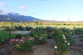 AlteVrede Olive Farm - 4