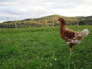 Hagen Familje Farm - Årjäng - 5