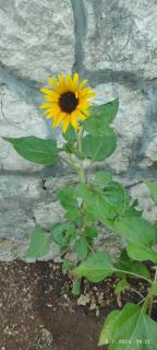 Apartmani Andric - Slano - 9