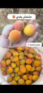 شقة اشتفينا - - 5