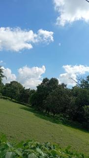 The Vedic Grove - Madhubani - 8