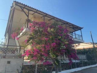 Bougainvillea - Zacharo - 5