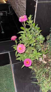 جنة الطائف - 5