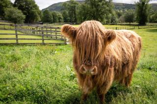The Old Manse of Blair, Boutique Hotel & Michelin Restaurant - Blair Atholl - 7