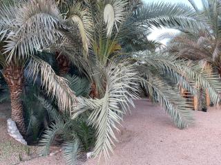 palm nest - Dahab - 2