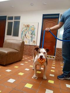 Hotel Girasol - - 4