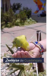 Apartment with a pool near Jalisco Stadium - Guadalajara - 7