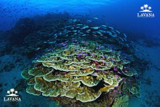 Lavana Dive & Nature Resort - - 3