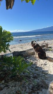 Ocean Side Bungalow - Teavaro - 8