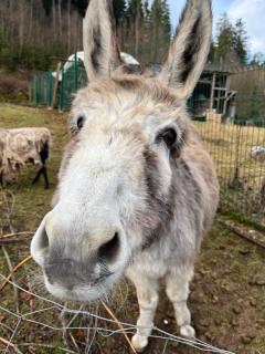 les biches du saut des cuves - 7
