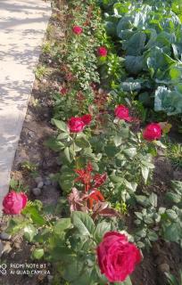 Guest house USMAN - Kazarman - 9