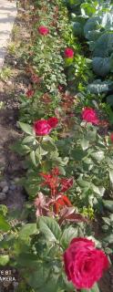 Guest house USMAN - Kazarman - 1