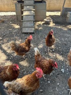 Maison idéal Familles nombreuses - 3