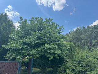 Domek pod platanem - Trutnov - 5
