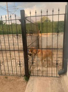 CAPPADOCIA City home - 9