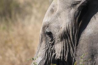 Sunset Bush Retreat & Safari's - Marloth Park - 9