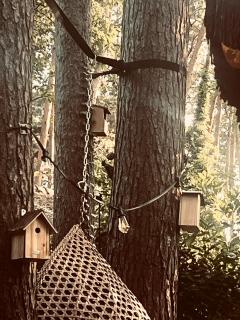 Five Trees Forest Home - Lanaken - 1
