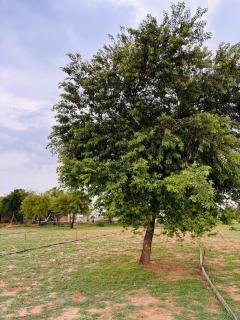 Farm stay in Jaisalmer home 4 friends - Jaisalmer - 6