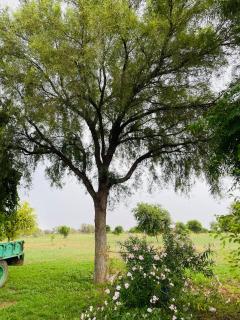 Farm stay in Jaisalmer home 4 friends - Jaisalmer - 1