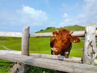 Koča Velika Planina - Chalet Kamrica - 1