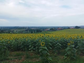 Conchiglia D'oro - Poggio Berni - 6
