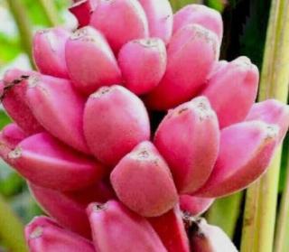 Java blue banana - 2
