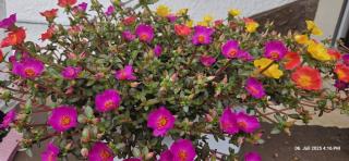 Haus Pusteblume - Eppenbrunn - 5