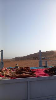 Sama Al Sharqiyah Camp - Al Wāşil - 8