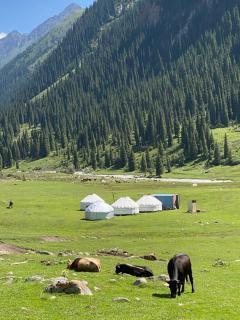 Aalam yurt camp Altyn-Arashan - Altynarasan - 7