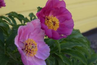 Embrace Apartments - 8