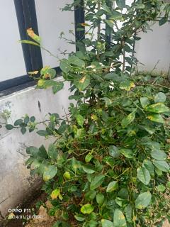 Beach Guest House Addalaichenai - 4