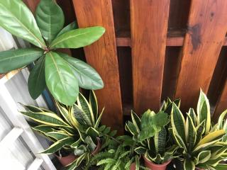 Seashell Bay 貝殼灣 - 9