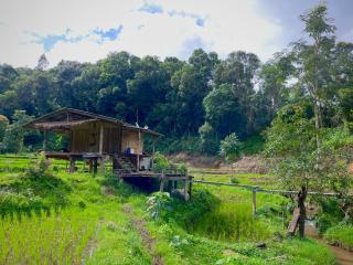 Chibacall ชิบะคอล, Chiang Mai Hideaway Homestay - 0