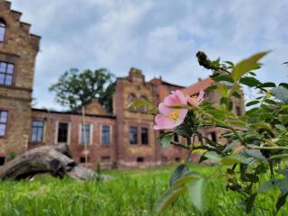 Urlaub auf dem Rittergut Friedeburg - Gerbstedt - 4
